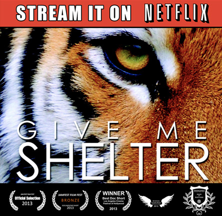 Give me shelter movie